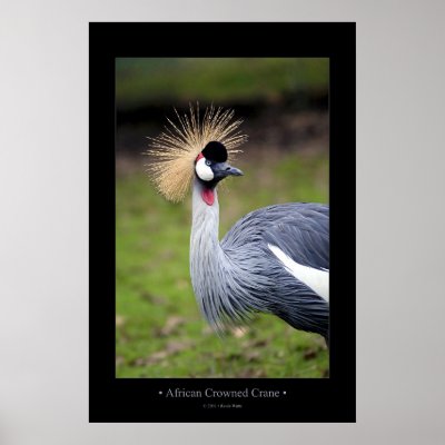 African Crowned Crane Posters by kmwatts