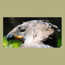 African Crowned Eagle posters