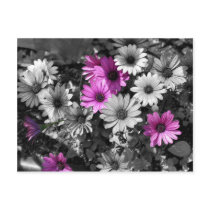 African Daisies BW Floral Postcard