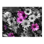 African Daisies BW Floral Postcard