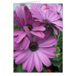 African Daisies Greeting Card cards