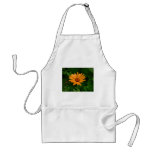 African Daisy Aprons