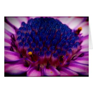 African Daisy Blossom Mother's Day Card card