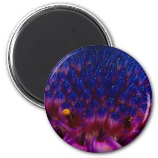 African Daisy Blossom Round Magnet magnet