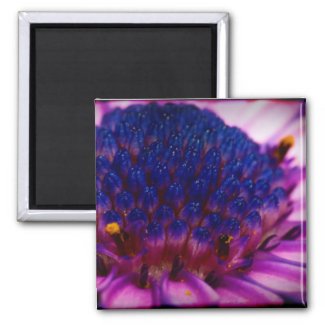 African Daisy Blossom Square Magnet magnet