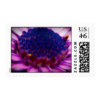 African Daisy Blossom Stamp stamp