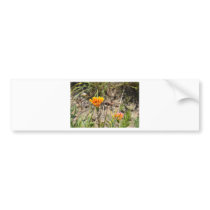 African Daisy Bumper Stickers