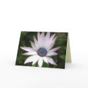 African Daisy cards by ggbythebay African Daisy cards