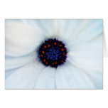 African daisy greeting card