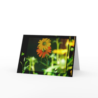 AFRICAN DAISY- CARD by loving4021
