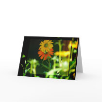 AFRICAN DAISY- CARD