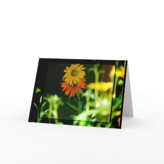 AFRICAN DAISY- CARD card