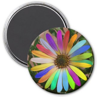 African Daisy Colorful-Magnet magnet