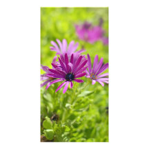 African Daisy Flower Photo Card