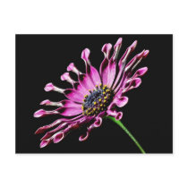 African Daisy Flower Postcard