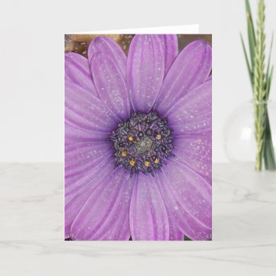 African Daisy Greeting Card