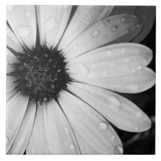 African Daisy in Black and White zazzle_tile