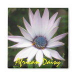 African Daisy Refrigerator Magnet