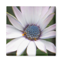 African Daisy Magnet