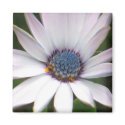 African Daisy magnets