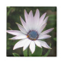 African Daisy magnets
