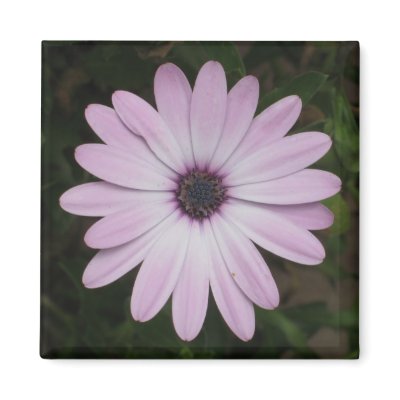 African Daisy Magnet by ggbythebay