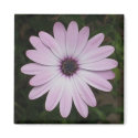 African Daisy magnets