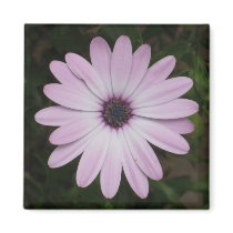 African Daisy magnets by ggbythebay African Daisy magnets