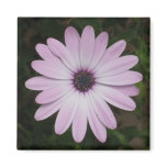African Daisy Magnet