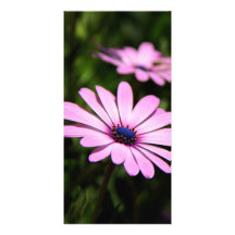 African Daisy Photo Greeting Card
