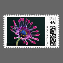 African Daisy postage