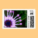 African Daisy postage by heatherlenkin African Daisy postage