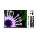 African Daisy postage