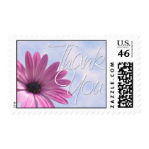 African Daisy