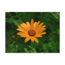 African Daisy Postcard