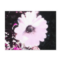 African Daisy postcard