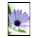 African Daisy posters