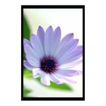 African Daisy posters