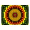 African Daisy posters by HeathersPhotoArt African Daisy posters
