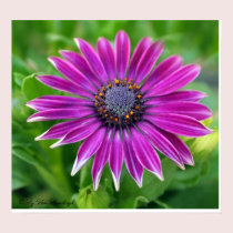 African Daisy Print