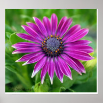 African Daisy Print