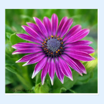 African Daisy Print posters