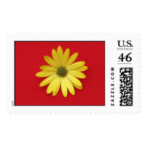 African Daisy Stamp by ggbythebay African Daisy Stamp