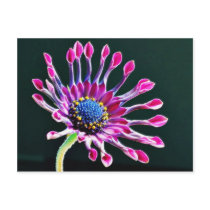 African Daisy With Studio Lighting Postcard