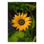 African Daisy Yellow-card