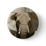 African_Elephant_005 Pin