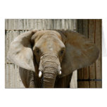 African_Elephant_005 Greeting Cards