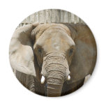 African_Elephant_005 Fridge Magnets