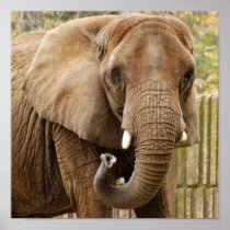 African_Elephant_008 Posters