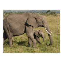 African Elephant and cub (Loxodonta africana), Post Card